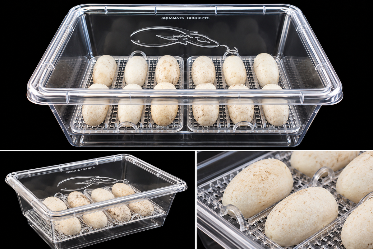 Three views of a clear SIM XL egg hatching container holding eggs on its raised grid with adjustable rails, against a black background.