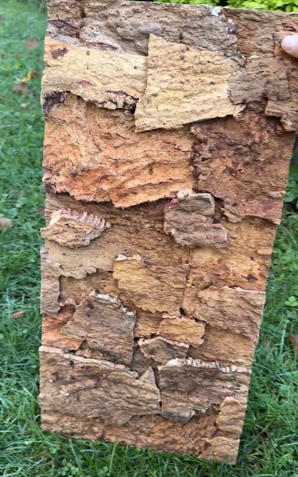 Cork Bark Background Panels – Case of 10