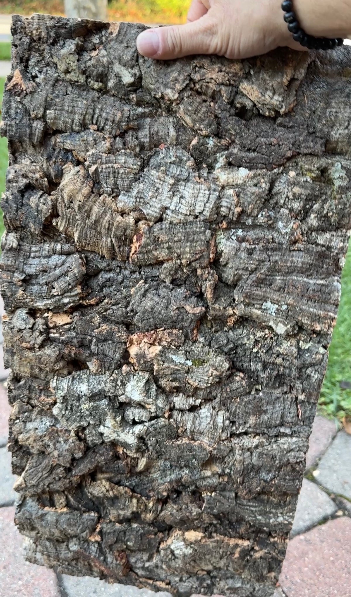 Cork Bark Background Panels – Case of 10
