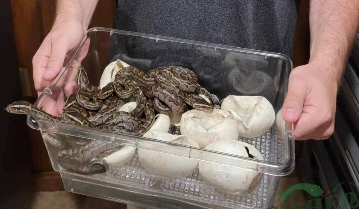 SIM XL incubation container held in two hands, with snake hatchlings and opened eggs on the raised grid.